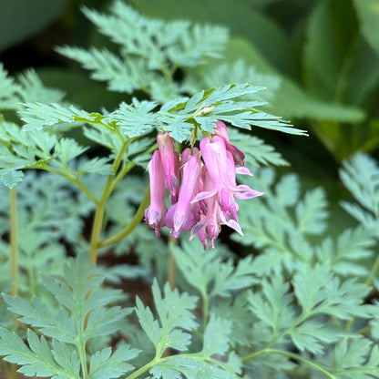 Dicentra eximia