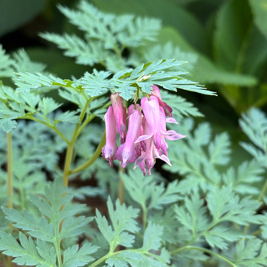 Dicentra eximia