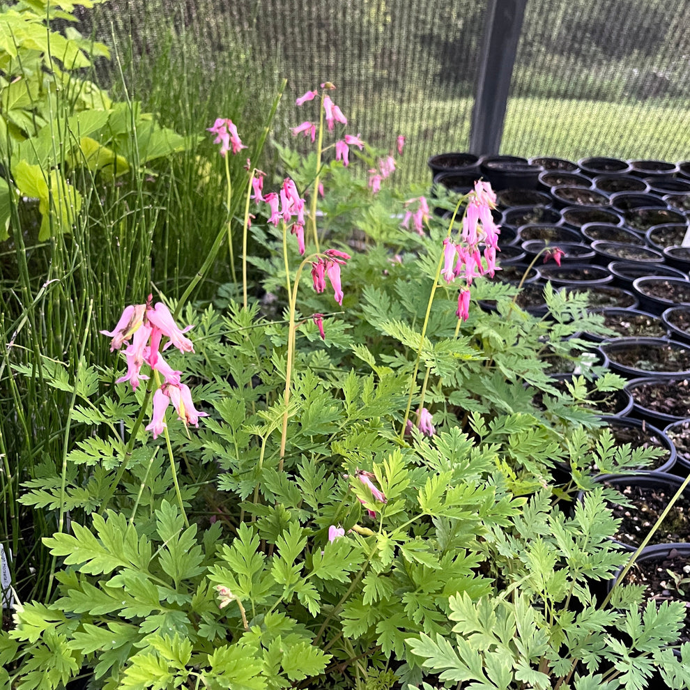 Dicentra eximia Fringed Bleeding Heart Live Plant For Sale Green