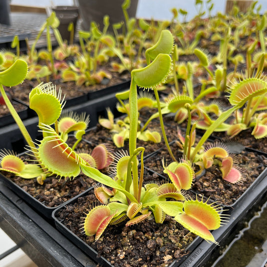 Dionaea muscipula - Venus Fly Trap 'King Henry'