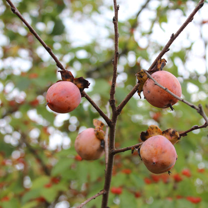 Diospyrus virginiana