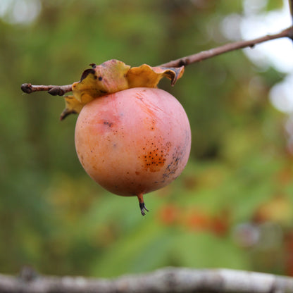 Diospyrus virginiana