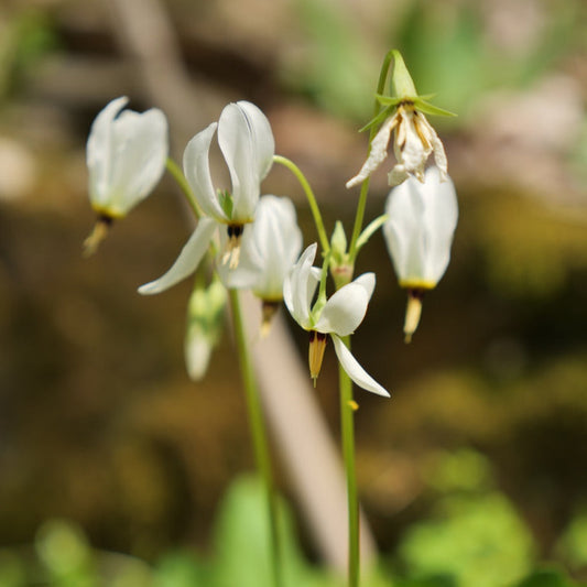 Dodecatheon meadia