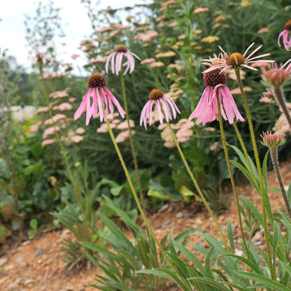 Echinacea pallida