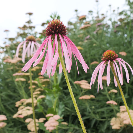 Echinacea pallida