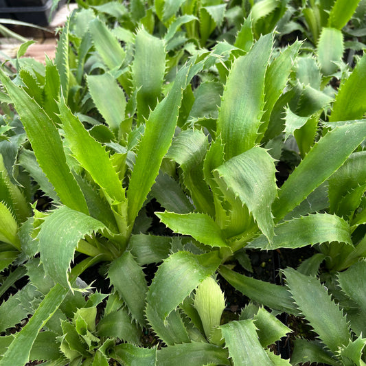 Eryngium agavifolium