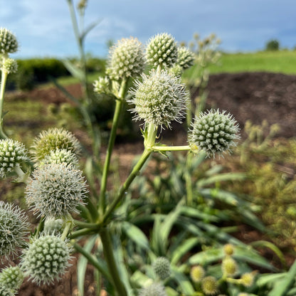 Eryngium yuccifolium - Rattlesnake Master