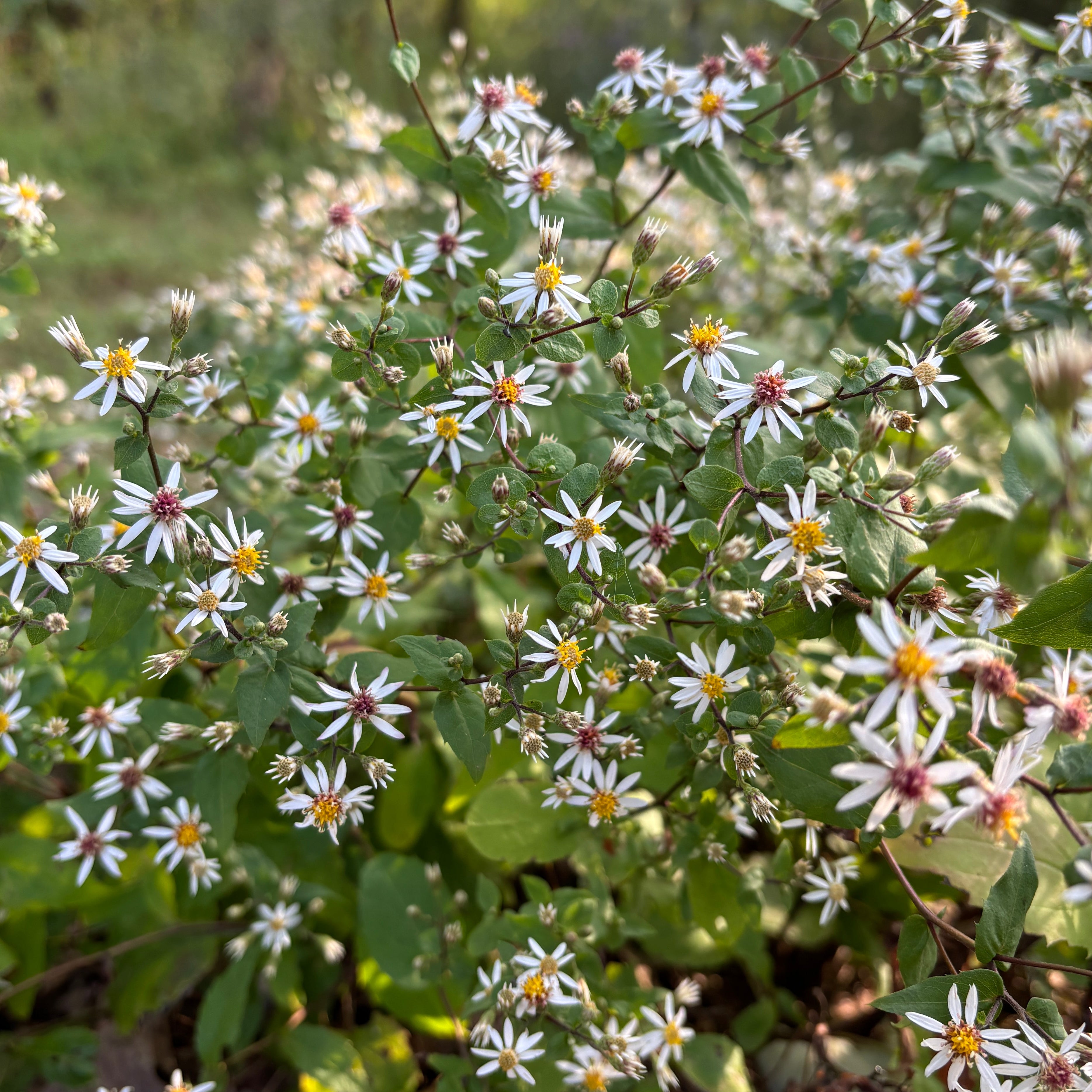 Eurybia divaricata 'Eastern Star' - Thumbnail 2