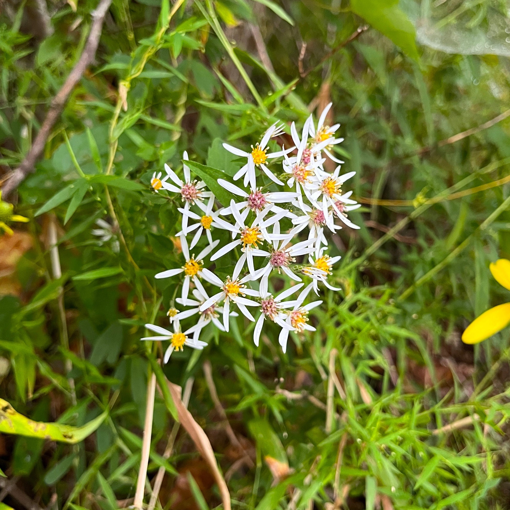 Eurybia divaricata - White Wood Aster 'Eastern Star'