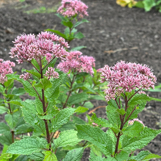 Eutrochium dubium 'Little Joe'