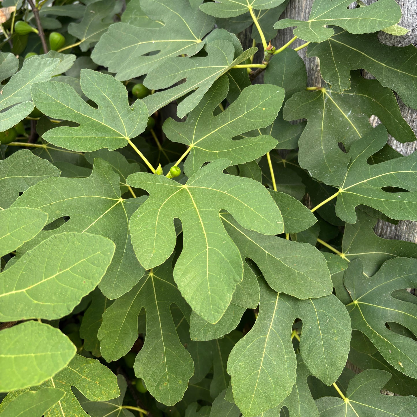 Ficus carica 'Malta Black'