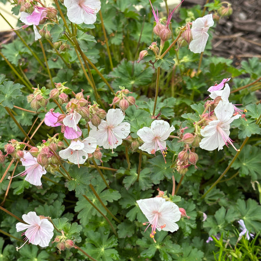 Geranium X cantabrigiense 'Biokovo'