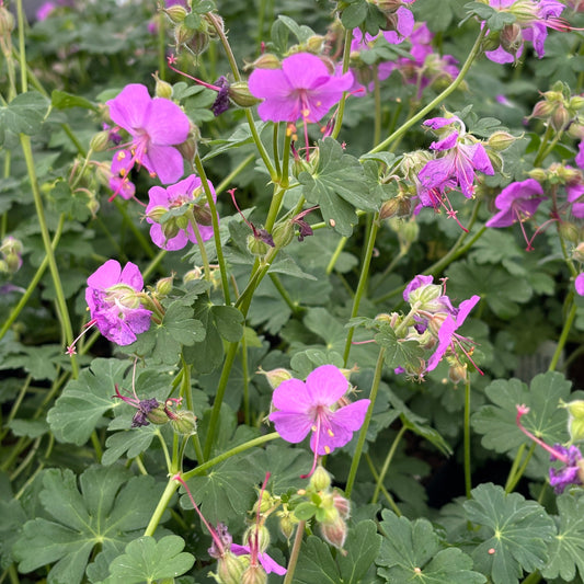 Geranium X cantabrigiense 'Karmina'