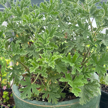 geranium graveolens 'true rose'