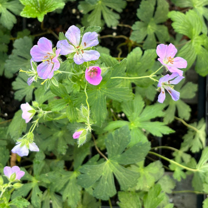 Geranium maculatum - Wild Geranium