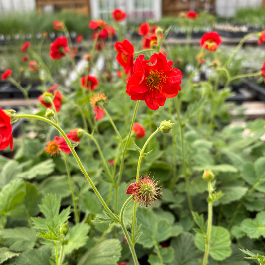 Geum chiloense 'Feuerball'
