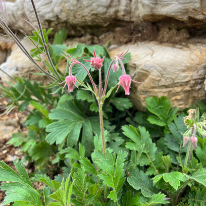 closeup of prairie smoke flowers