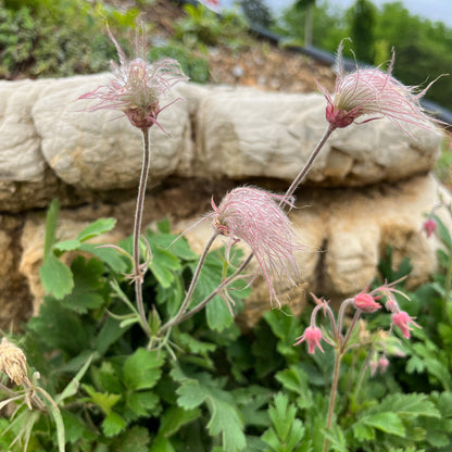 prairie smoke seed head