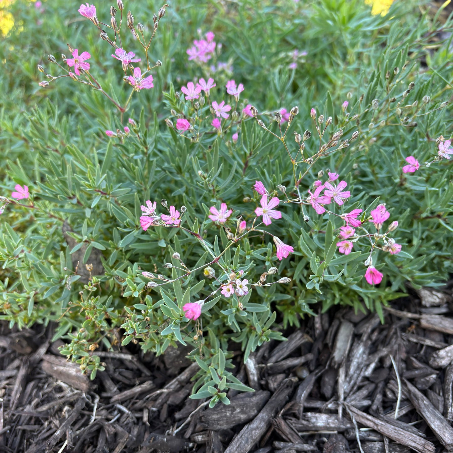 Gypsophila repens 'Rosea'