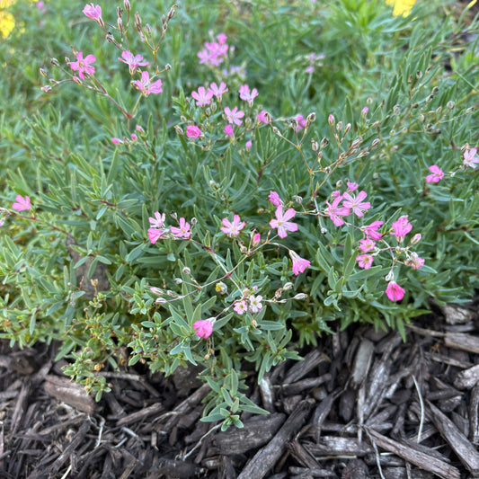 Gypsophila repens 'Rosea'
