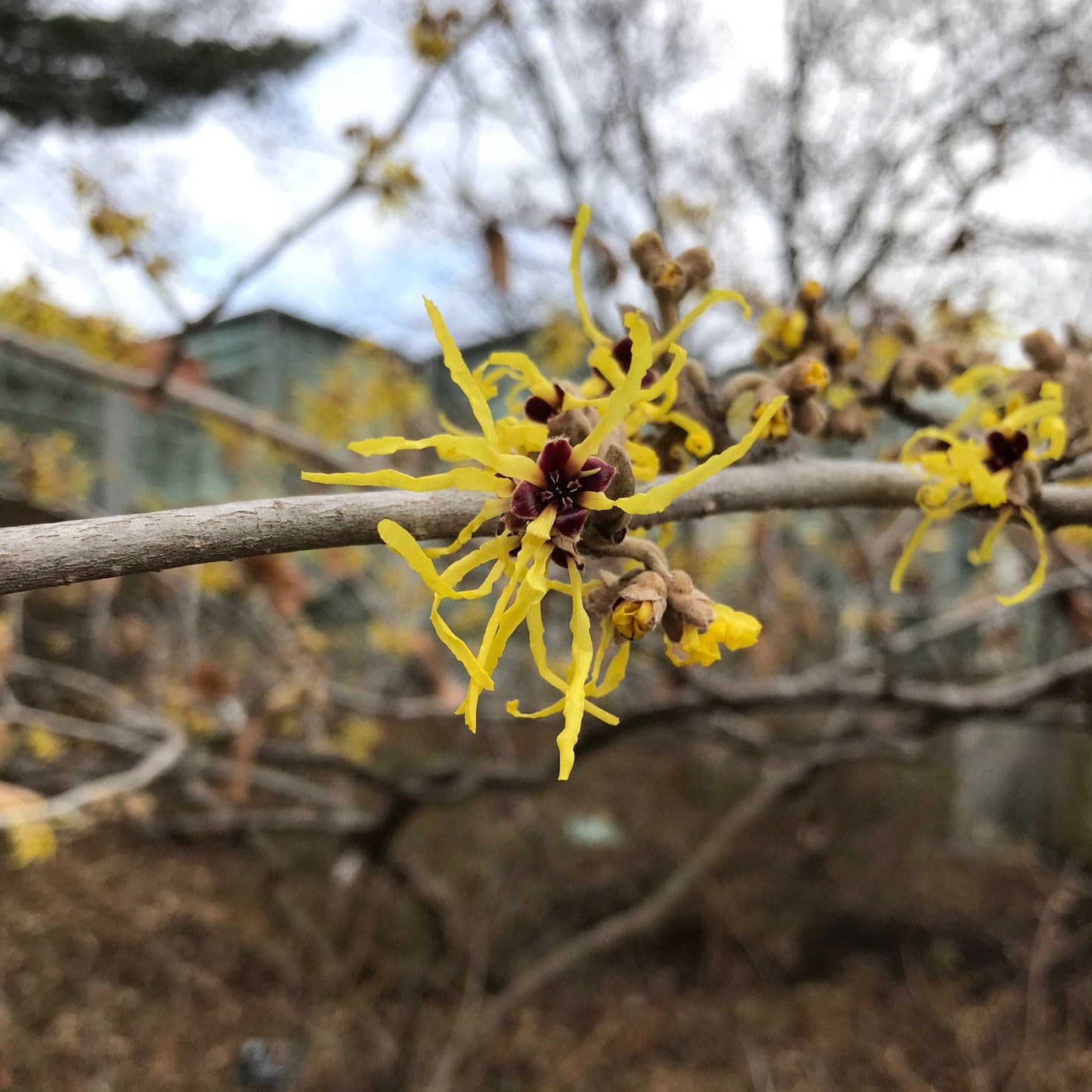 Hamamelis virginiana