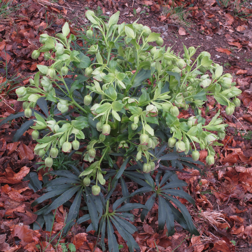 Helleborus foetidus