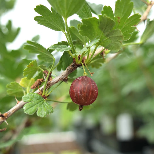 Ribes uva-crispa 'Hinnonmaki Red'