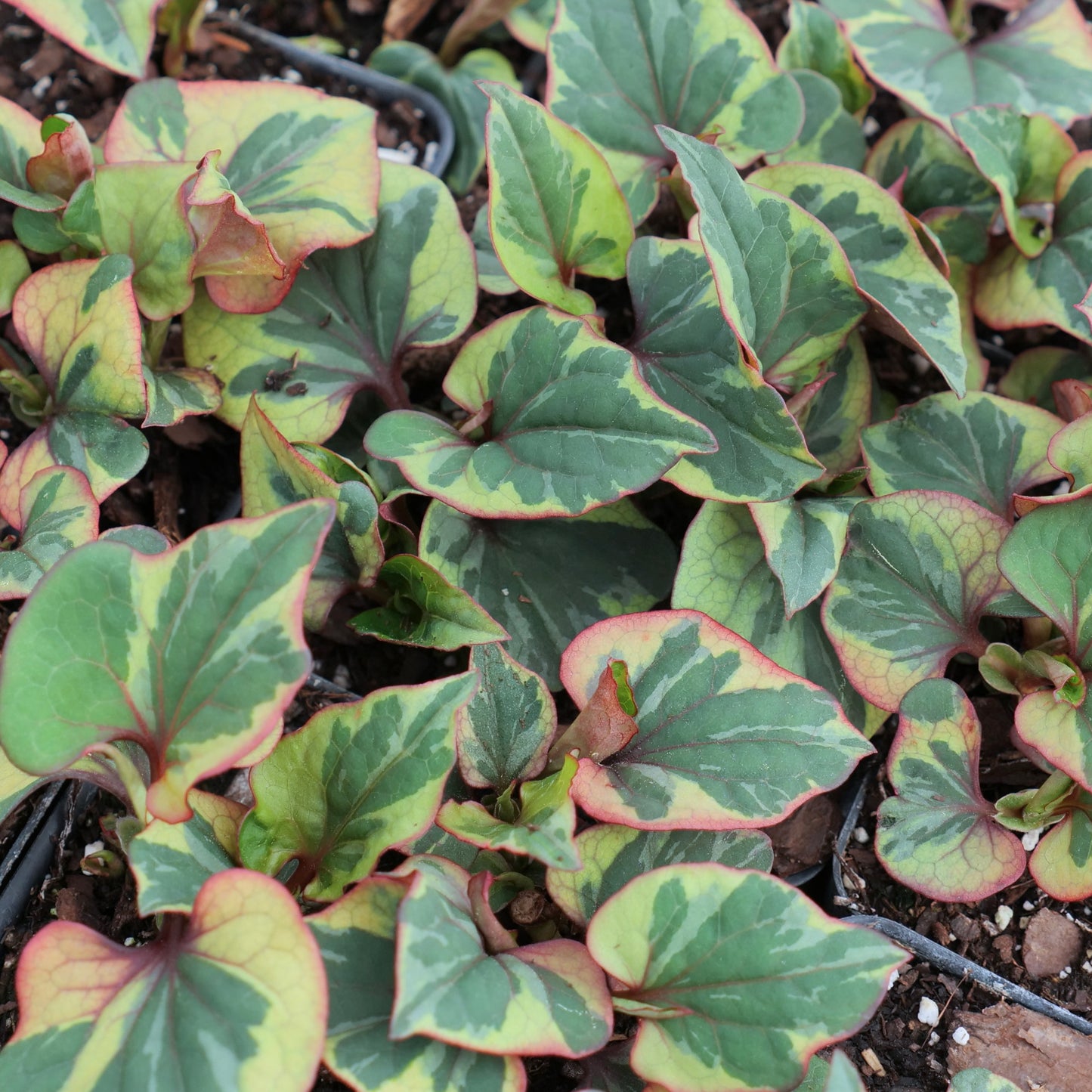 Houttuynia cordata 'Chameleon'