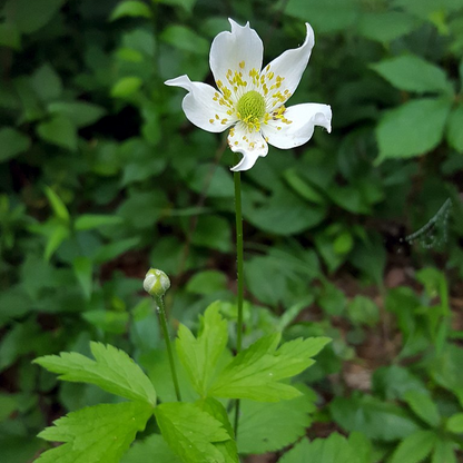 Anemone virginiana