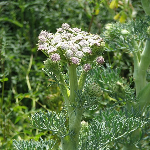 Seseli Moon Carrot Plant for Sale - Seseli gummiferum – Green Canvas Farms