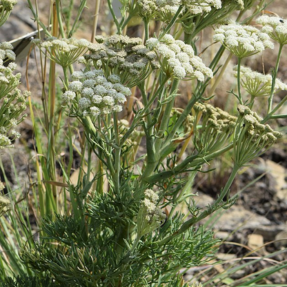 Seseli gummiferum