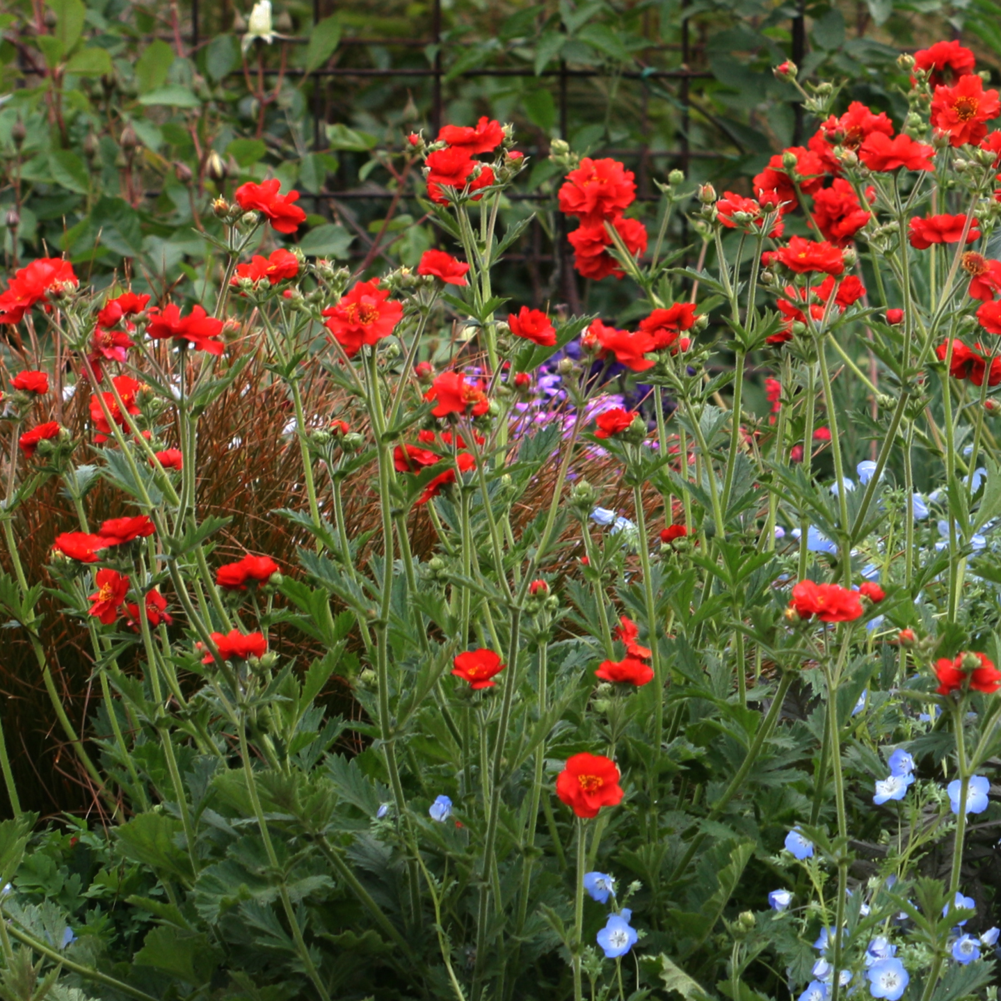 Geum chiloense 'Feuerball'