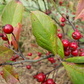 Aronia arbutifolia