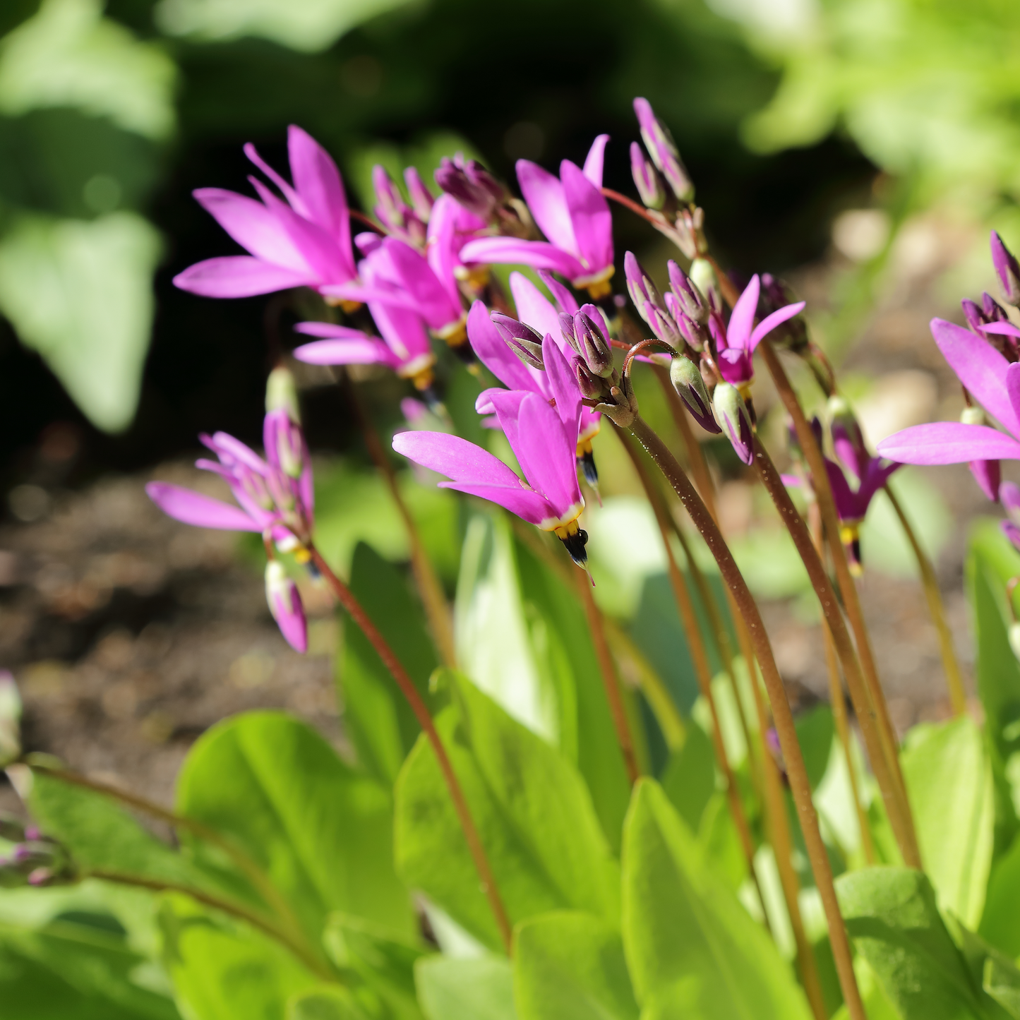 Dodecatheon meadia