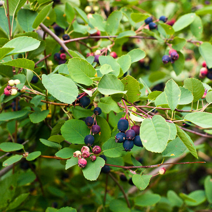 Amelanchier alnifolia