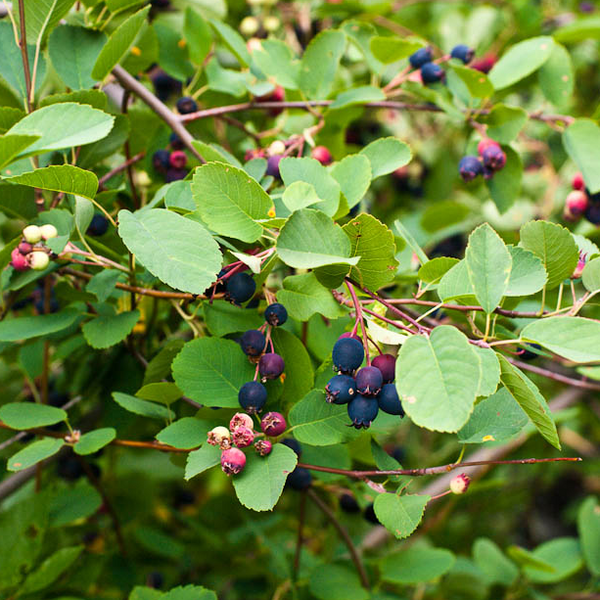 Amelanchier alnifolia Saskatoon, Western Serviceberry, Shadbush