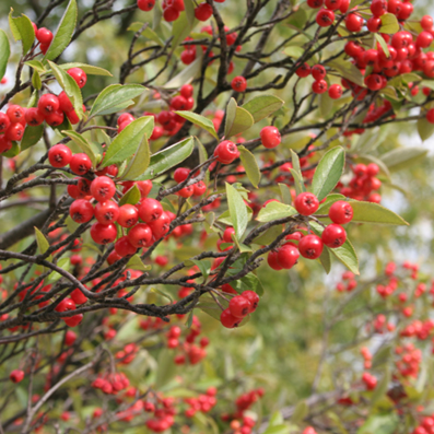 Aronia arbutifolia