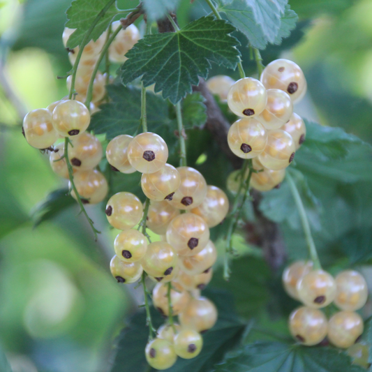 Ribes rubrum 'Blanka'