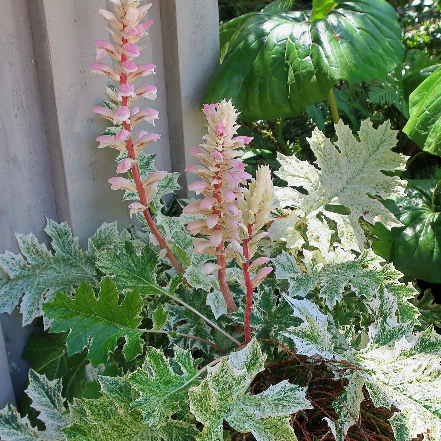 Acanthus 'Whitewater'