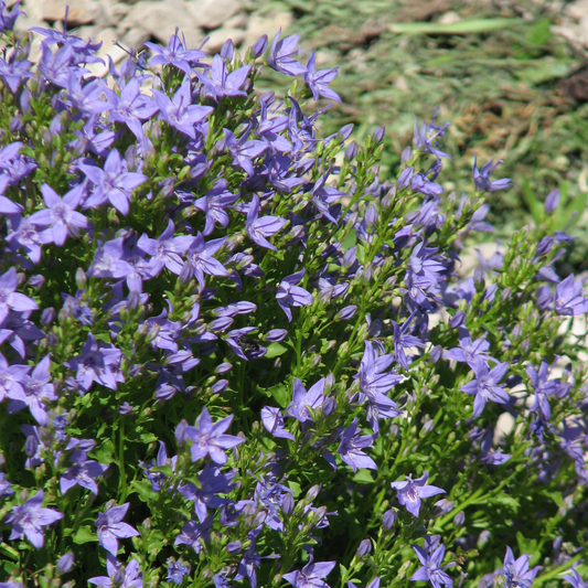 Campanula portenschlagiana