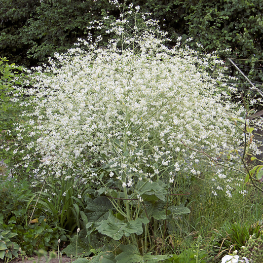 Crambe cordifolia