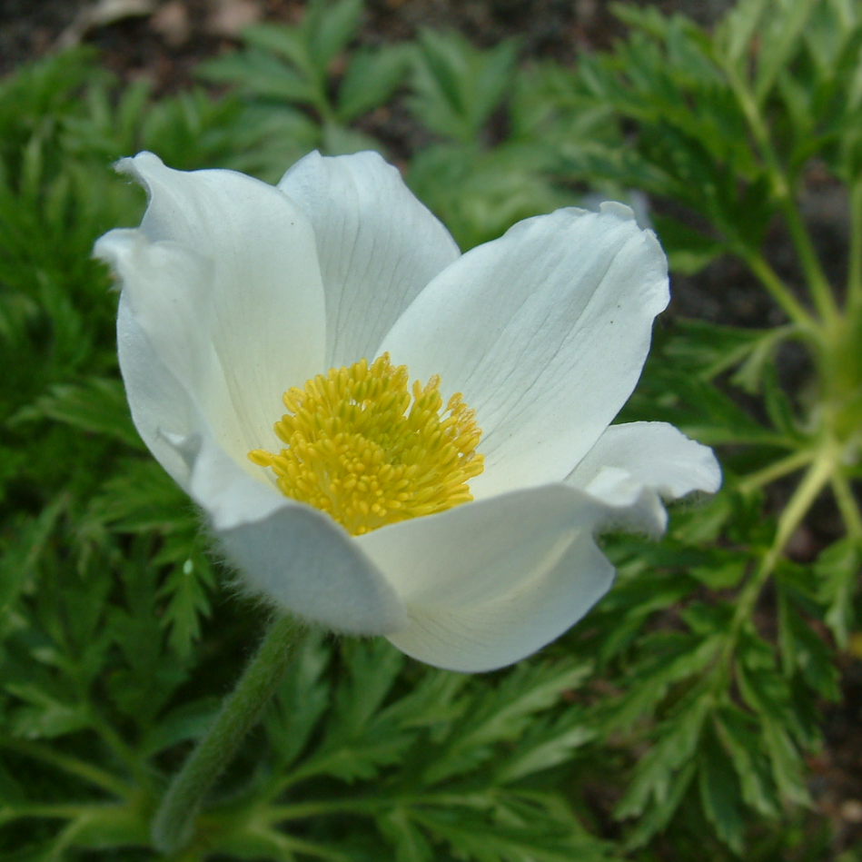 Pulsatilla vulgaris 'Alba'