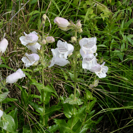 Penstemon cobaea