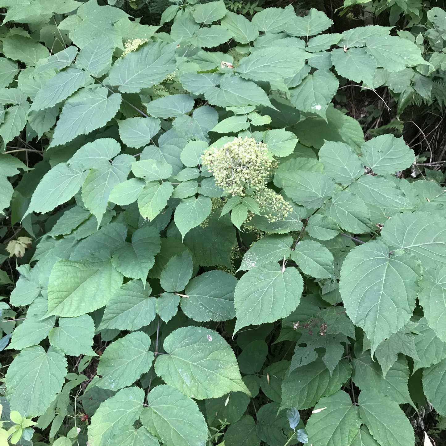 Aralia racemosa