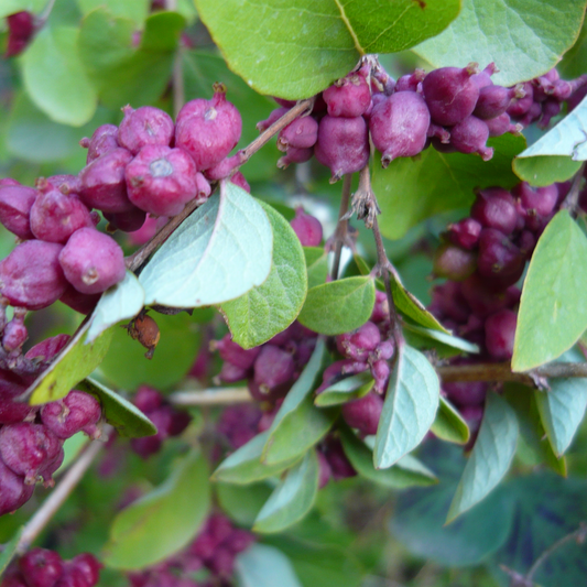 Symphoricarpos orbiculatus