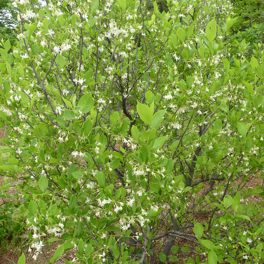 Styrax americanus