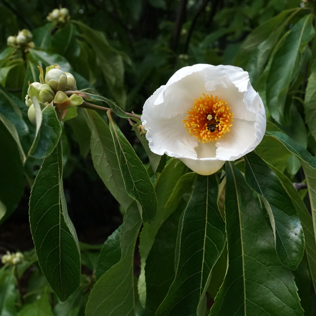 Franklinia alatamaha