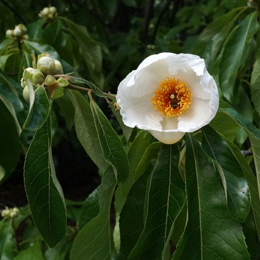 Franklinia alatamaha