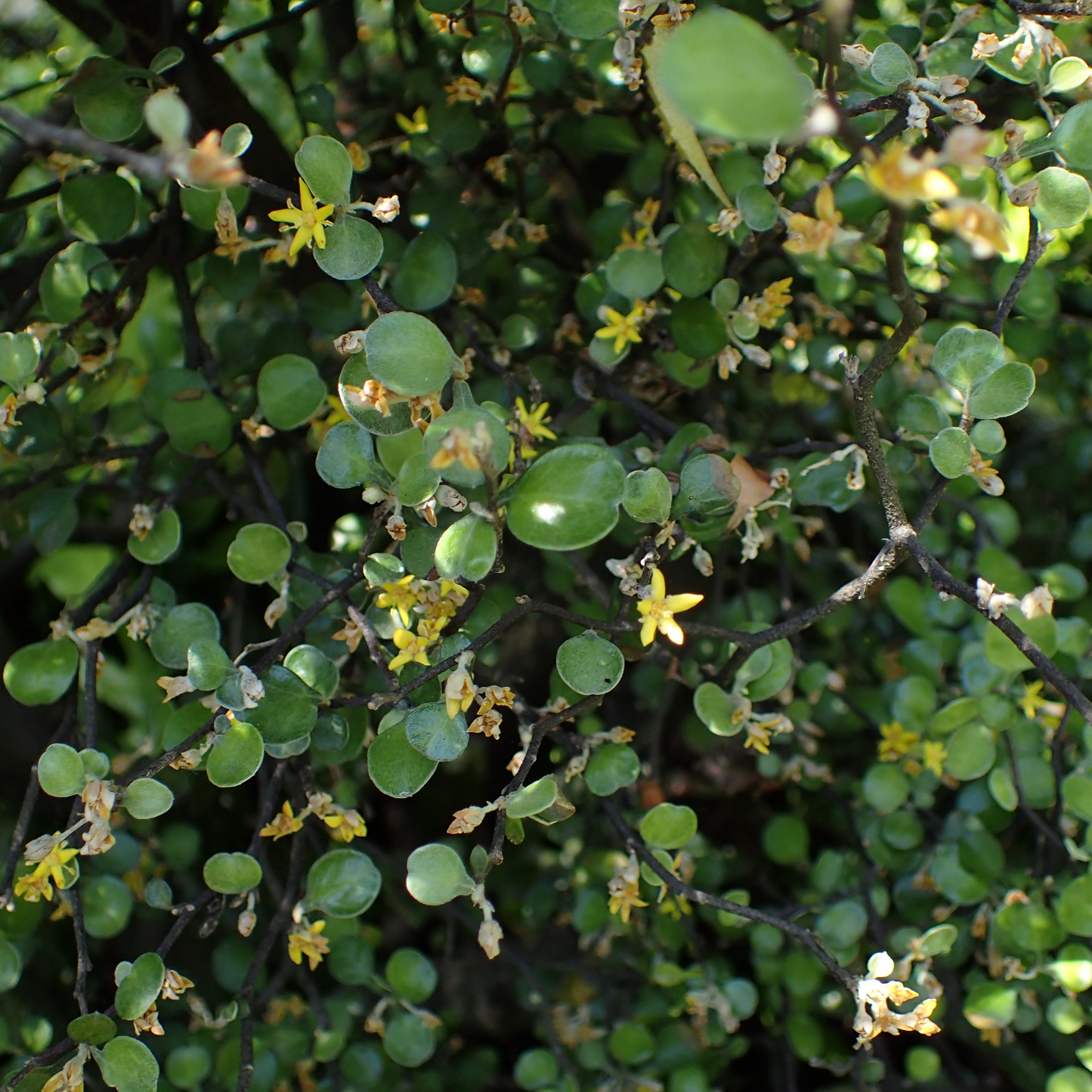 Corokia cotoneaster