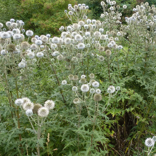 Echinops sphaerocephalus 'Arctic Glow'